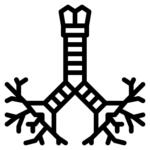 bronchus 6672891 bronchus 6672891